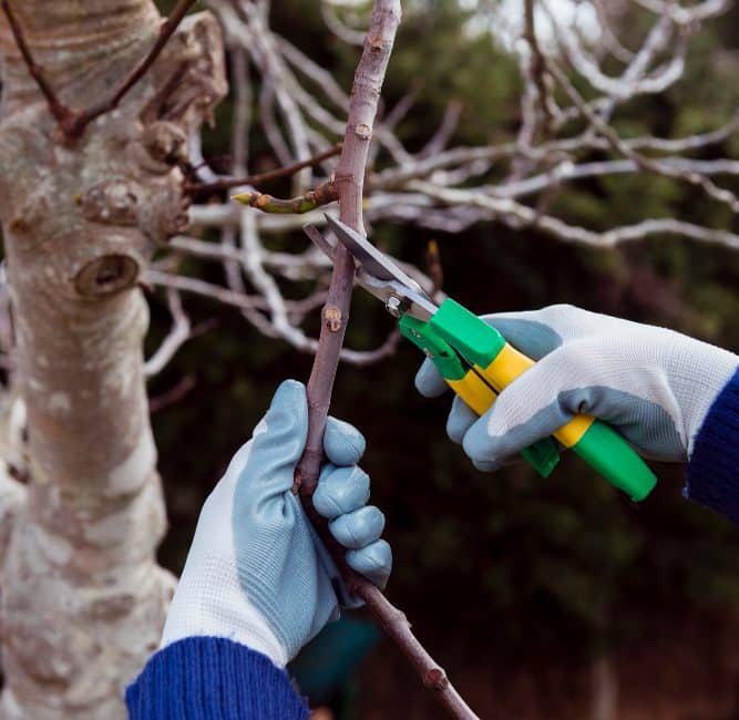 gardener cutting dried branches