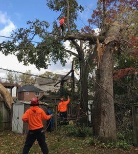 How Does a Stump Grinder Work